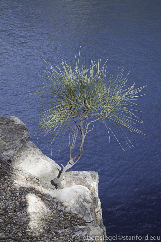 natural bonsai